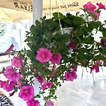 Family House & Free Parking Golem, Durres Apartment *